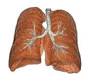 Lung and Airway Segmentations